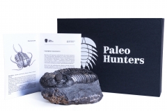 Трилобит Drotops megalomanicus