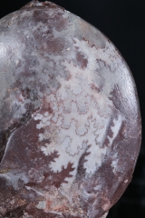 Аммониты Gymnites incultus и Sturia sp.