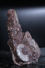 Аммониты Gymnites incultus и Sturia sp.