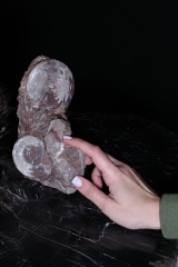 Аммониты Gymnites incultus и Sturia sp.