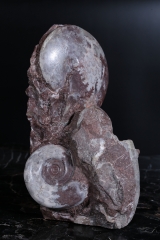 Аммониты Gymnites incultus и Sturia sp.