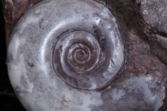 Аммониты Gymnites incultus и Sturia sp.