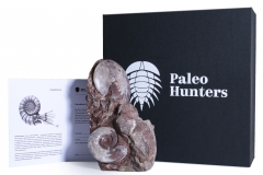 Аммониты Gymnites incultus и Sturia sp.