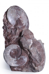 Аммониты Gymnites incultus и Sturia sp.