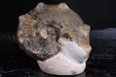 Аммонит Mammites sp.