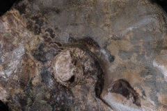 Аммонит Mammites sp.