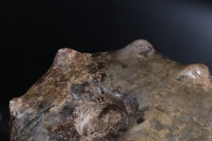 Аммонит Mammites sp.