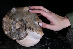 Аммонит Mammites sp.