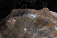 Аммонит Mammites sp.