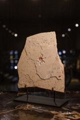 Тарантул Lycosa sp.