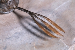 Трилобит Walliserops sp.