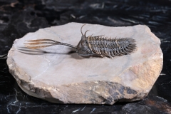 Трилобит Walliserops sp.
