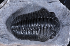 Трилобит Pedinopariops vagabundus