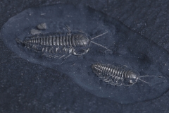 Трилобиты Triarthrus eatoni