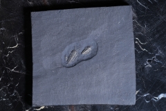 Трилобиты Triarthrus eatoni