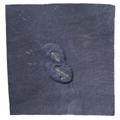 Трилобиты Triarthrus eatoni