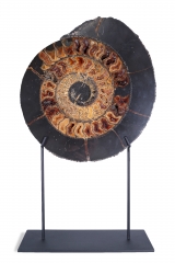 Аммонит Speetoniceras versicolor