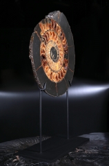 Аммонит Speetoniceras versicolor