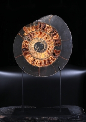 Аммонит Speetoniceras versicolor