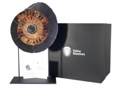 Аммонит Speetoniceras versicolor