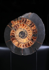 Аммонит Speetoniceras versicolor