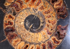 Аммонит Speetoniceras versicolor