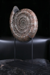 Аммонит Speetoniceras Versicolor