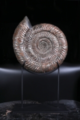 Аммонит Speetoniceras Versicolor