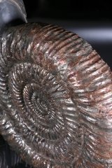 Аммонит Speetoniceras Versicolor