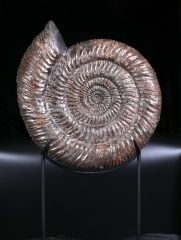 Аммонит Speetoniceras Versicolor