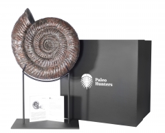 Аммонит Speetoniceras Versicolor