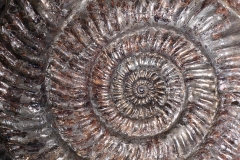 Аммонит Speetoniceras Versicolor