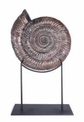 Аммонит Speetoniceras Versicolor