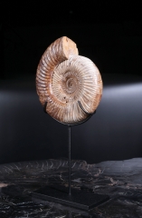 Аммонит Perisphinctes sp.