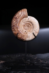 Аммонит Perisphinctes sp.