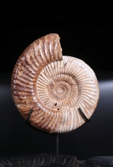 Аммонит Perisphinctes sp.