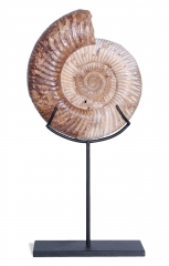 Аммонит Perisphinctes sp.