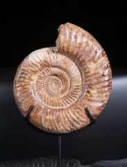 Аммонит Perisphinctes sp.