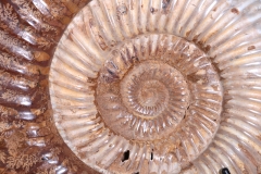 Аммонит Perisphinctes sp.