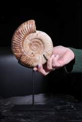 Аммонит Perisphinctes sp.