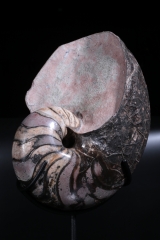 Наутилус Cymatoceras sp.