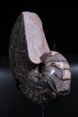 Наутилус Cymatoceras sp.