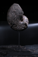 Наутилус Cymatoceras sp.