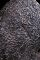 Наутилус Cymatoceras sp.