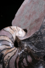 Наутилус Cymatoceras sp.