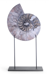 Аммонит Cleoniceras sp.