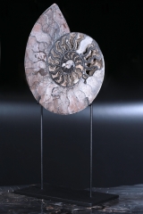 Аммонит Cleoniceras sp.