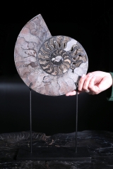 Аммонит Cleoniceras sp.