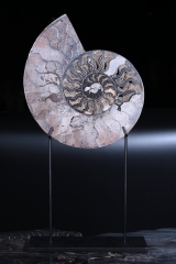 Аммонит Cleoniceras sp.