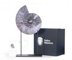 Аммонит Cleoniceras sp.